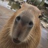 Profilbild von whoooooo