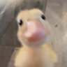ไข่เป่ด🐣💫 的头像