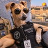 Profilbild von Mossad Mongoose 🇬🇧🇮🇱🔯