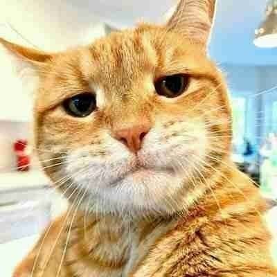 〽️ᄃﾑt 🐾's profile picture