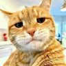 〽️ᄃムt 🐾 的头像
