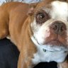 Sir Butters Butternut's profile picture
