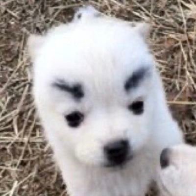 西歪_CY's profile picture