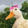 gooseS profil fotoğrafı