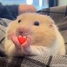 Profilbild von thip