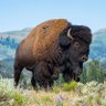 Bison's profile picture