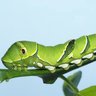 ΛοΛ profil fotoğrafı