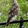 Invasive Species's profile picture