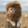 ⚔️ SIMBA 🛡️'s profile picture