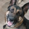 Shepherd's profile picture