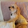 Queen Leo's profile picture