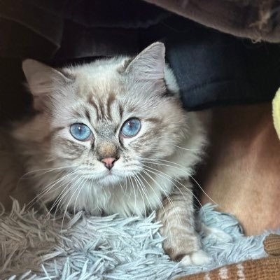 Xuyaxing3's profile picture