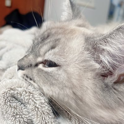 81_ryux's profile picture