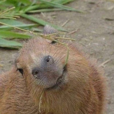 키요호's profile picture