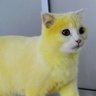 Gato Amarelo's profile picture