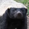 Profilbild von Texugo do Mel 🦊🇧🇷