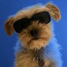 RinTinTin profil fotoğrafı