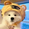lisa 的头像