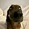 Profilbild von L