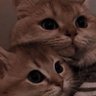 KiKi💓 profil fotoğrafı