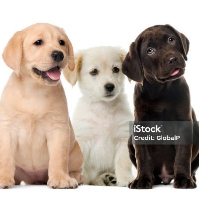 Puppy1254410's profile picture