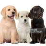 puppies 🇺🇲🇺🇲🇺🇲's profile picture