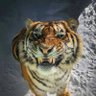 🇦🇺Tigers Rock!!🐅🌸(AJ Smith) profil fotoğrafı