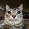 Profilbild von Miau