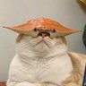 agi's profile picture
