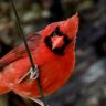 Фото профиля No Luck Cardinal