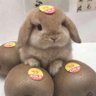 Profilbild von 枝挂青葡萄
