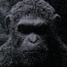 Laughing_Stonk's profile picture