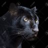 黒ヒョウ IQ 148 profil fotoğrafı