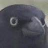 flotrane worldwide's profile picture
