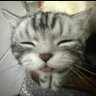 夜の怒り🇹🇷 profil fotoğrafı