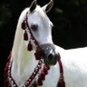 Şhน๓นkh's profile picture