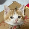 Profilbild von bal