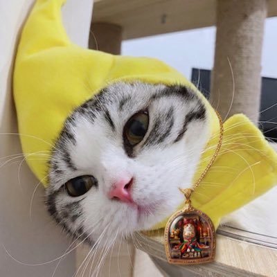 Pedkhasun's profile picture