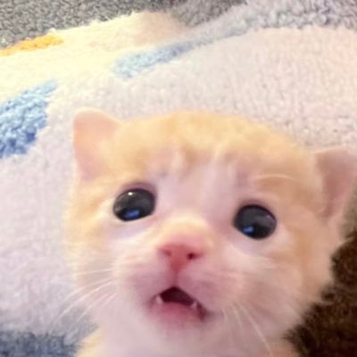 แมวเมี๊ยวเมี๊ยวตาฮักกกกคักพรี้'s profile picture