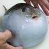 Profilbild von ふぐ