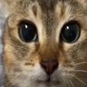 Charmy89's profile picture