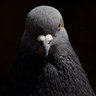 Profilbild von ThePigeonLord