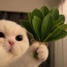 Romi's profile picture
