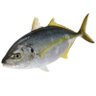 シマアジ🐟's profile picture