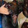 Der lieber mit dem Hund spielt profil fotoğrafı