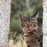チャモネコ、 profil fotoğrafı