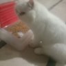 Nadir Ali Shah's profile picture