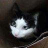Fluffster profil fotoğrafı