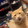 joobs's profile picture