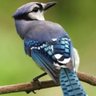 Alpa profil fotoğrafı